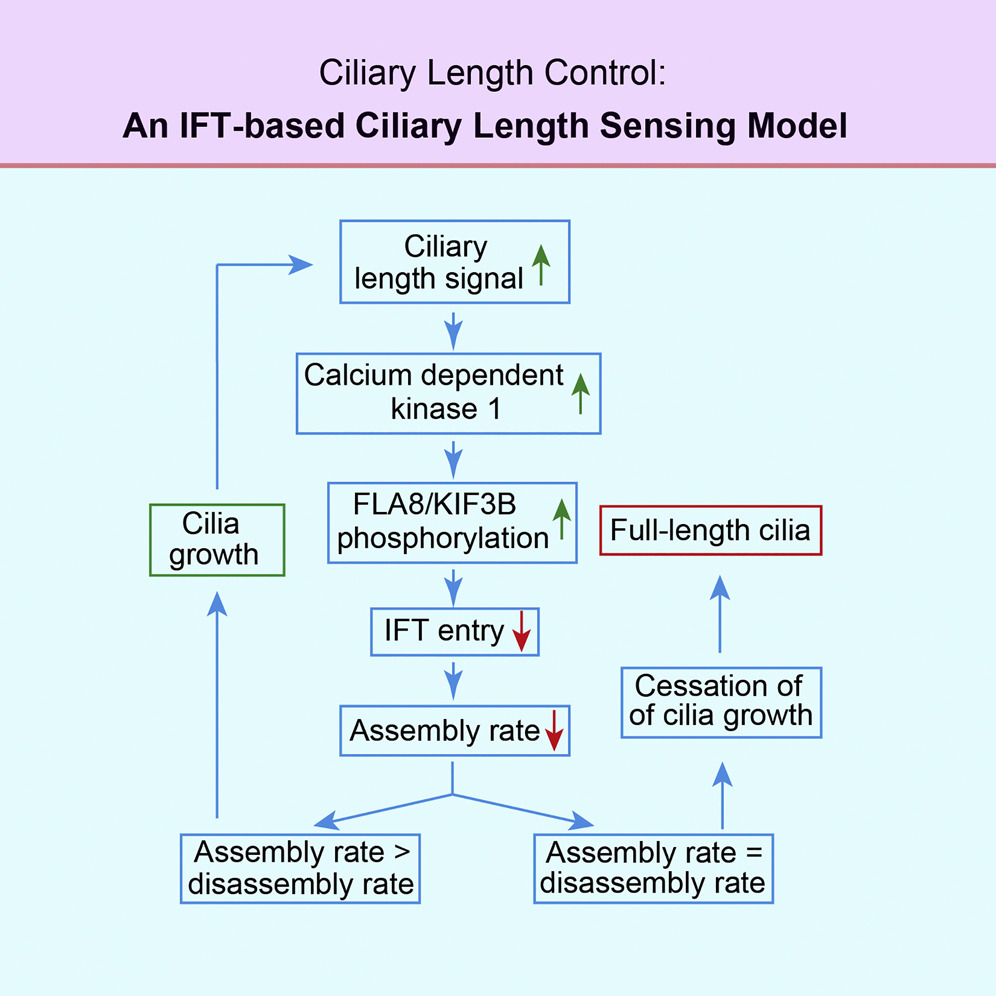 IFT machinery and cilia assembly regulation