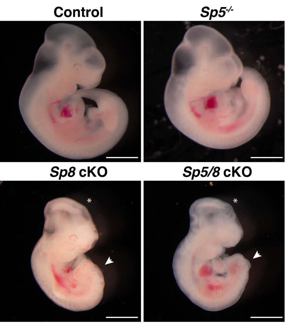 SP5/8 driving cilia formation 1