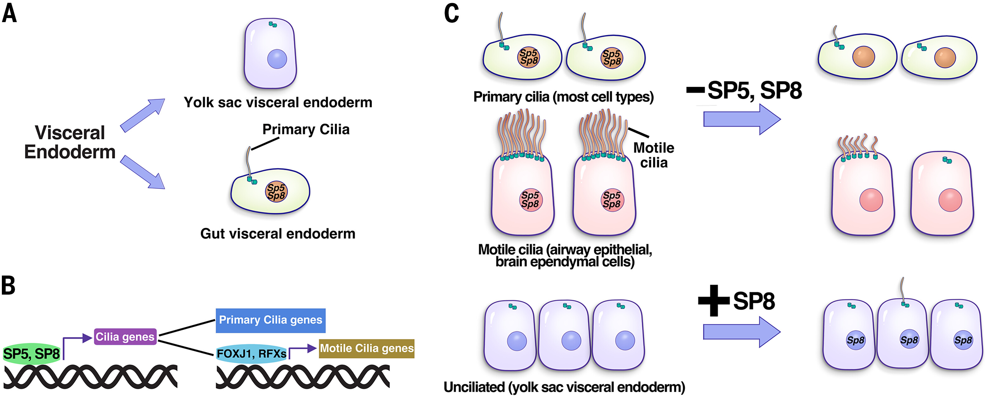 SP5/8 driving cilia formation 2